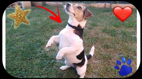 🤣 Funniest 🐶 Dogs and 😻 Cats - Awesome Funny Pet Animals Life Videos 😇