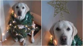 Labrador gets into the Christmas spirit