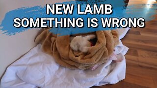 We Have Another Lamb | Not Getting Any Milk? | Farmvlog