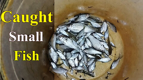 We caught many small fish in the river। Fishing and Cooking