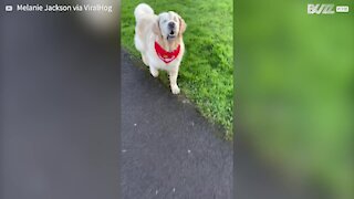 Cão cego ganha um novo guia super fofo