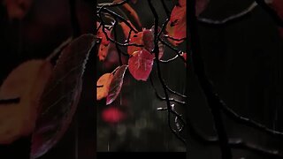 Relaxing rain video| raining |short cinematic rain video #shorts