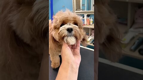 Amazing Cavapoo Before and After Groom