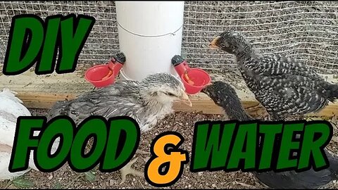 Cheap and Easy DIY Chicken Feeder and Auto Waterer