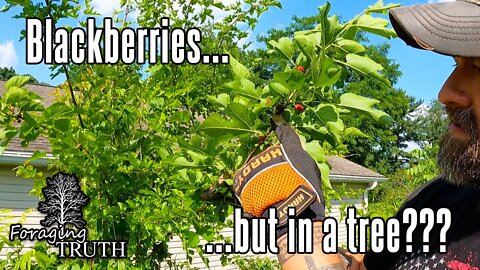 All Around the Mulberry Bush...or is it a Tree?? More backyard foraging!