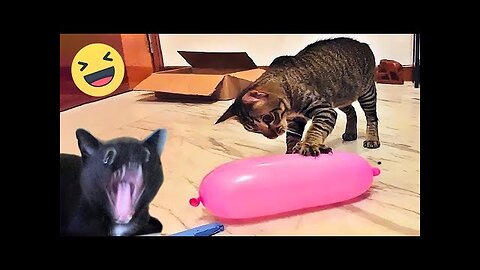 Funny cat videos | Funny animal videos | cats fail moments 2024 | try not to laugh | funny dog video