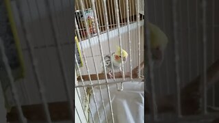 bathtime #cockatiel