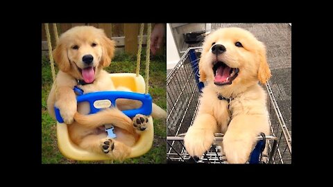 Cute Funny Puppies Compilation Video