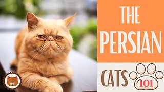 🐱 Cats 101 🐱 PERSIAN CAT - Top Cat Facts about the PERSIAN