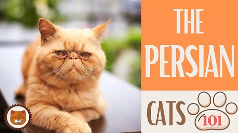 🐱 Cats 101 🐱 PERSIAN CAT - Top Cat Facts about the PERSIAN