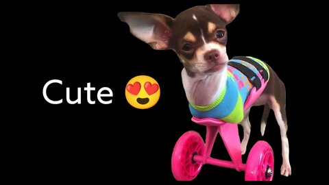 Little Dog With No Front Legs Gets The Tiniest Set of Wheels | Animal Videos For Kids |