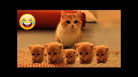 Best Funny Animal Videos Of The 2024 🤣 - Funniest Cats And Dogs Videos 😺😍