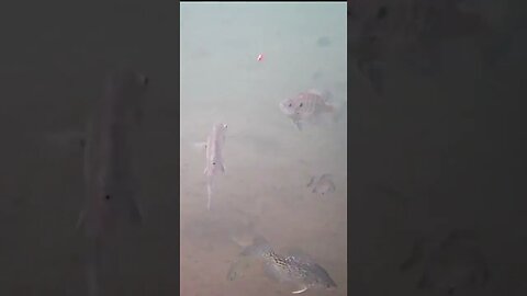 So Many Bluegill (Underwater Footage)
