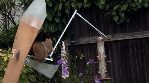 The Squirrel, the Physicist and the Bird Feeder