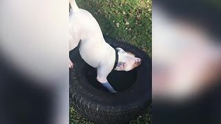Funny Dog Glides Across A Yard On An Old Tire