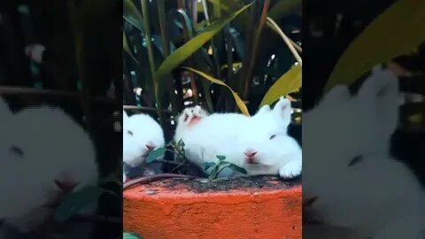 Little rabbits eating - No Copyright Video