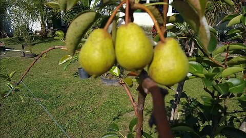 frutíferas produzindo em vaso pera jabuticaba pitanga preta carambola mel laranja melancia goiaba...