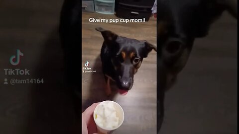Give me my Pup Cup mom #dog #bella #pupcup #starbucks #cutepets