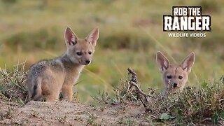 New Densite For Black-Backed Jackals | Lalashe Maasai Mara Safari