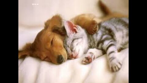 dog and cat sleeping
