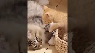 CAT VIDEO