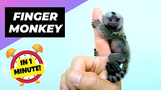 Finger Monkey - Pygmy Marmoset 🐒 The Smallest Primates In The World | 1 Minute Animals