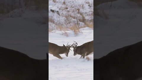 Buck Fight in the Snow!