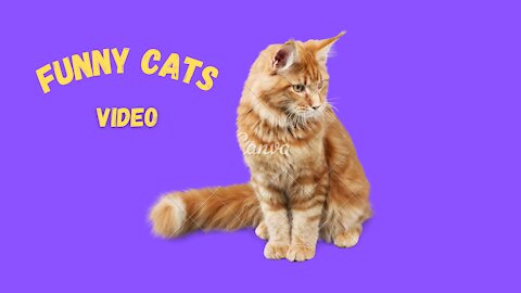 Funny cats video # 17