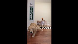 Golden Retriever Conquers Invisible Challenge With Ease