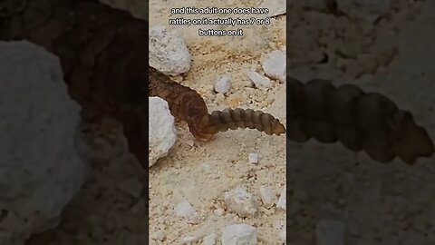 This Rattlesnake had no rattle!