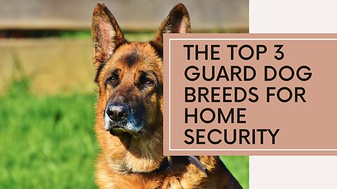 Top 3 Ultimate Guard Dog Breeds for Home Security | Intelligence, Loyalty, & Strength