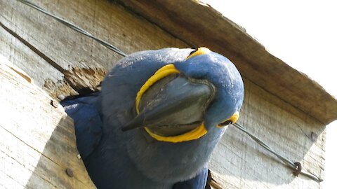 Macaw watches humans from artificial nest in the wild