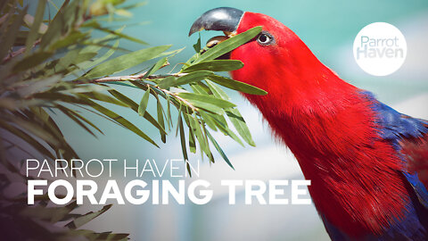 Eclectus Parrots Enjoying a Foraging Tree Toy