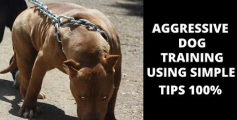 How to train dog to become aggressive