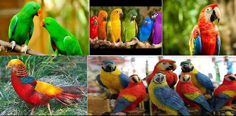 CUTE PARROTS IN THE WORLD
