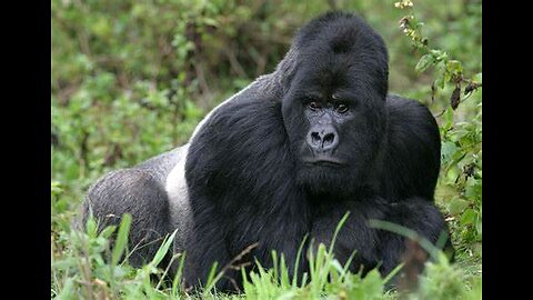 Mountain Gorilla Apes Real Wild Beast of the Animal Kingdom
