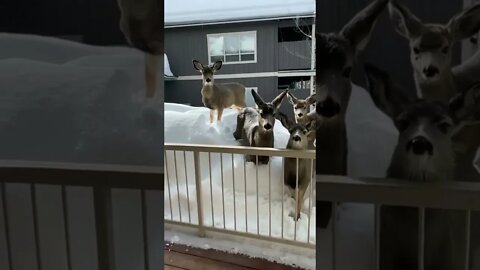 A Lot of Deer on the Balcony 🥰🦌