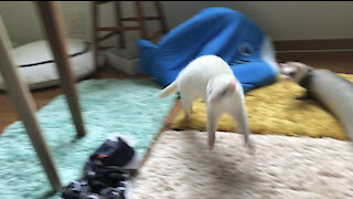 Excited ferret goes bonkers!