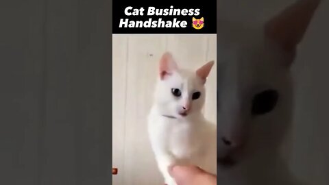 Cat Business Handshake shorts animals videos