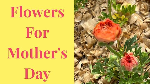 Flowers for Mother's Day // Gardening at the Simongetti North