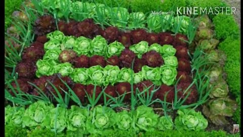 35 DIY Vegetable garden ideas