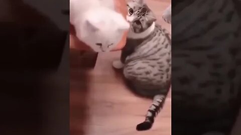 Dog and Cats PALYING 🥰 #catanddogfunny #cuteanimals #petvideos
