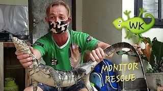 BIG Rouge Monitor lizard needs to go back to the Wild! #reptiles #monitor @coreywild
