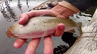 Topwater Dry Fly Fishing Mountain Ponds Catching Colorful Cutthroat Trout.