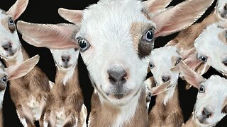 What to expect when expecting, baby goat version! | Bringing out the big guns for Streusel