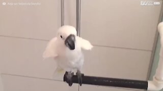 Denne kakaduen elsker å dusje!