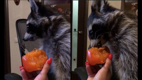 Raccoon eats persimmon for the first time, very funny
