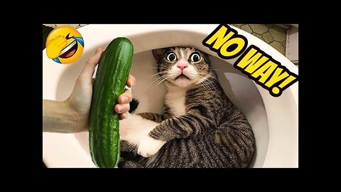 IMPOSSIBLE TRY NOT TO LAUGH Challenge! Funny Animal Videos #102