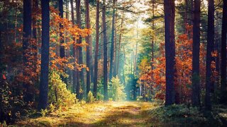 Peaceful Instrumental Hymns - Beautiful and Relaxing Music