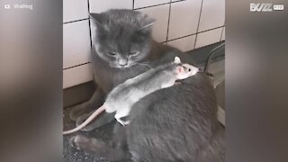 Ce chat et ce rat ont une relation amicale invraisemblable